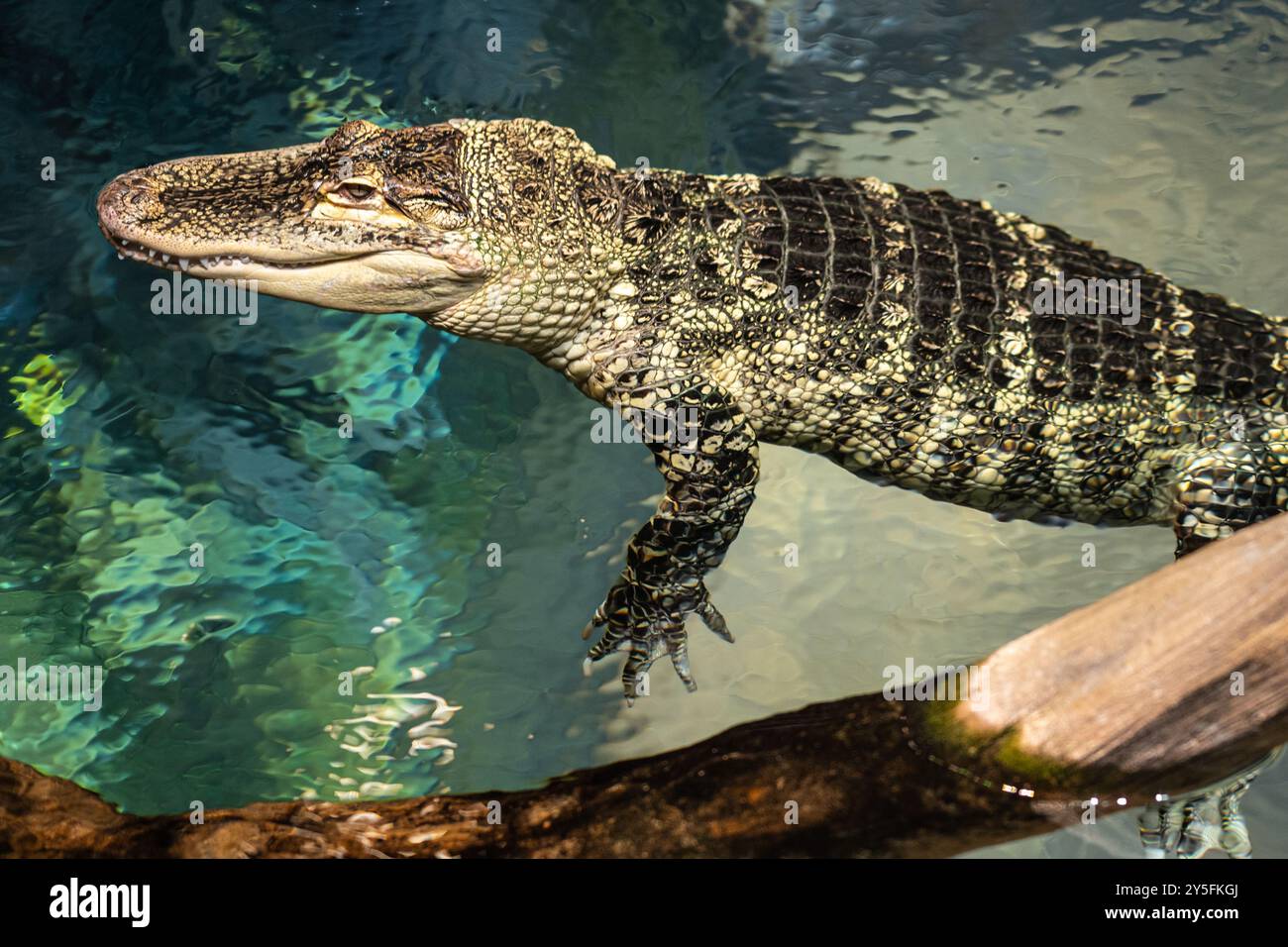 American alligator (Alligator mississippiensis) at the Georgia Aquarium