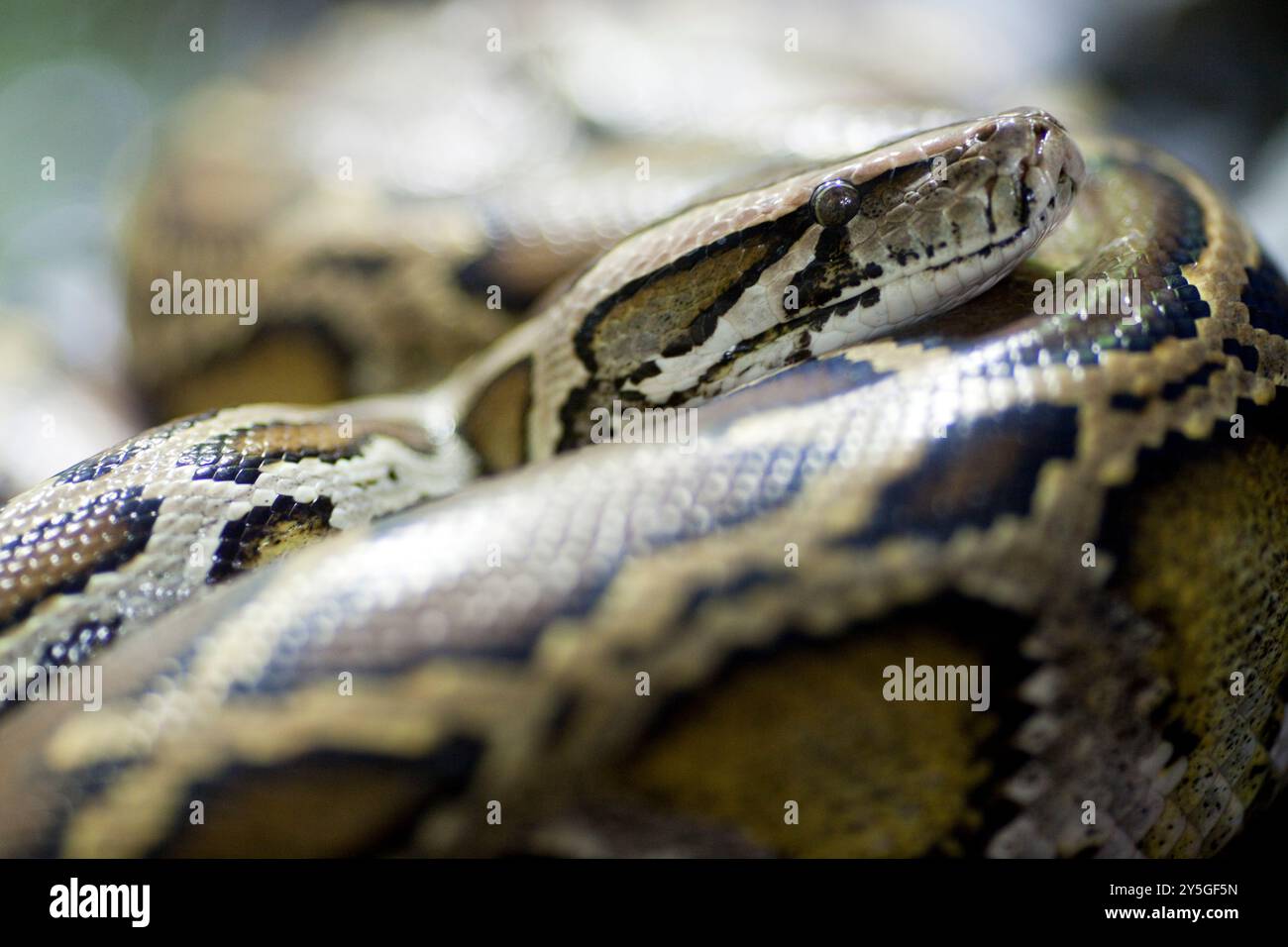 A Burmese Python rests gracefully in its exhibit, captivating zoo ...