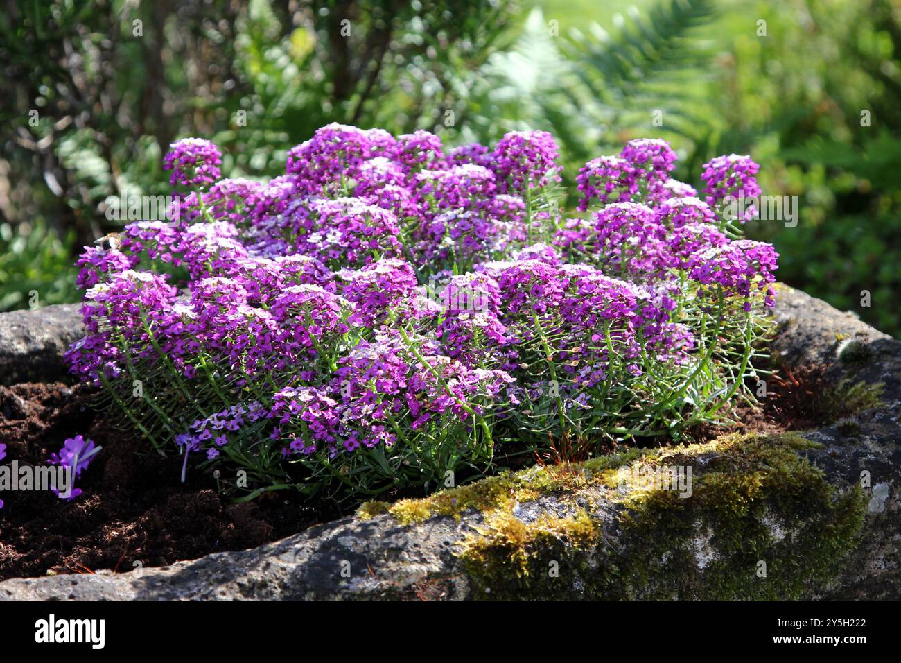 Annual bedding plants hi-res stock photography and images - Alamy