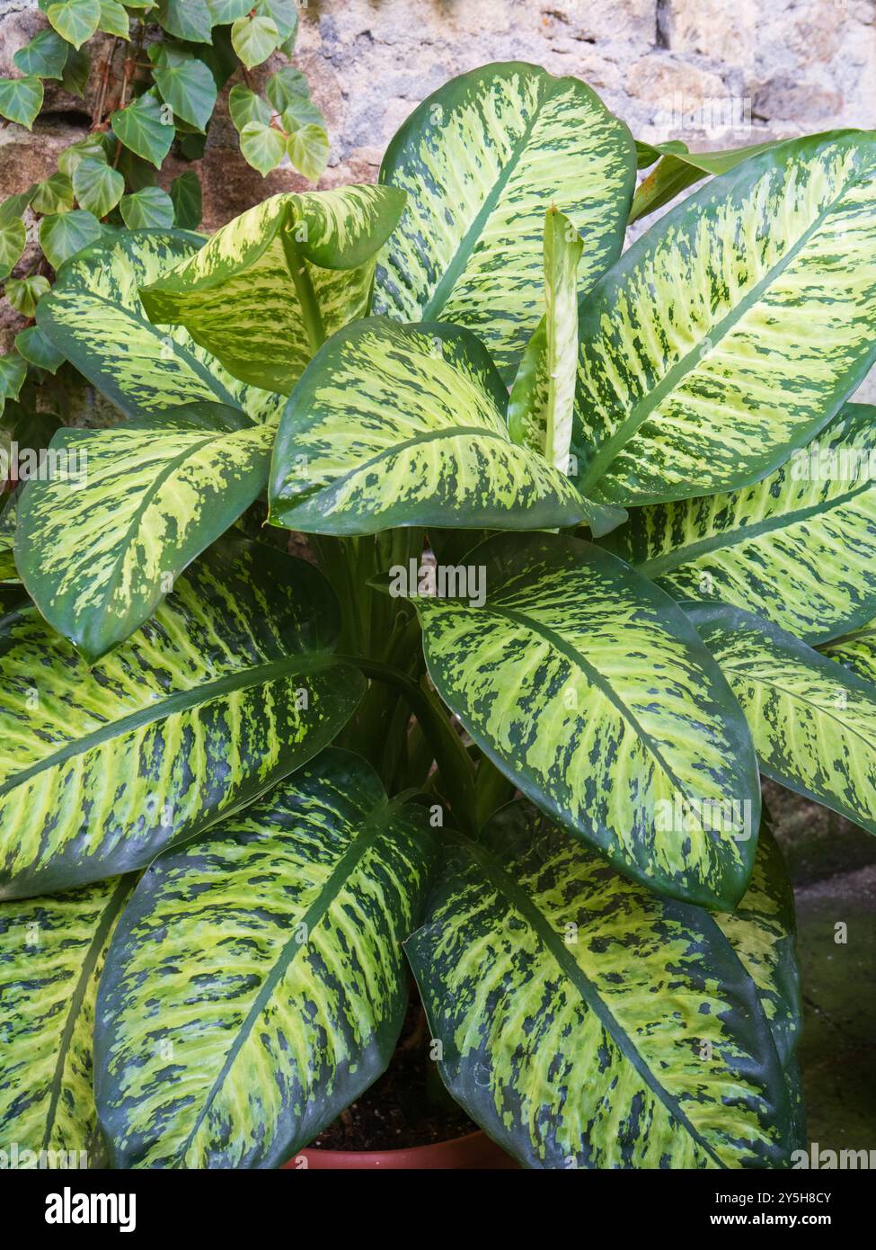 Variegated dark and light green foliage of the ornamental tender ...