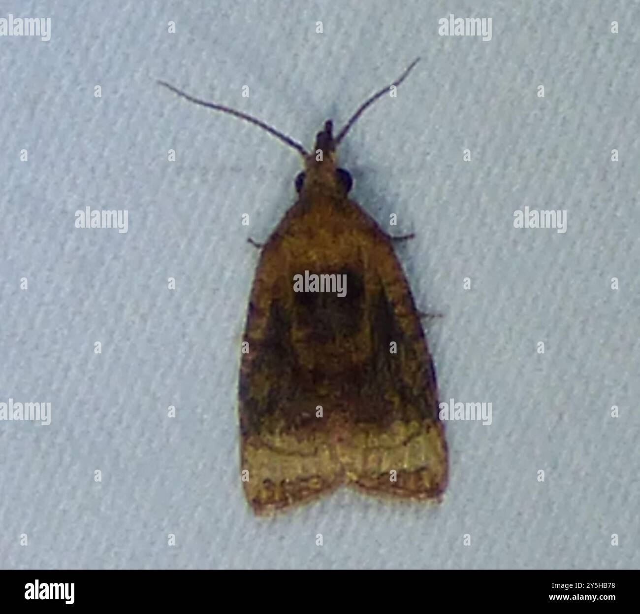 Shaded Insect Black-shaded Platynota Moth (Platynota flavedana) Insecta Stock Photo ...