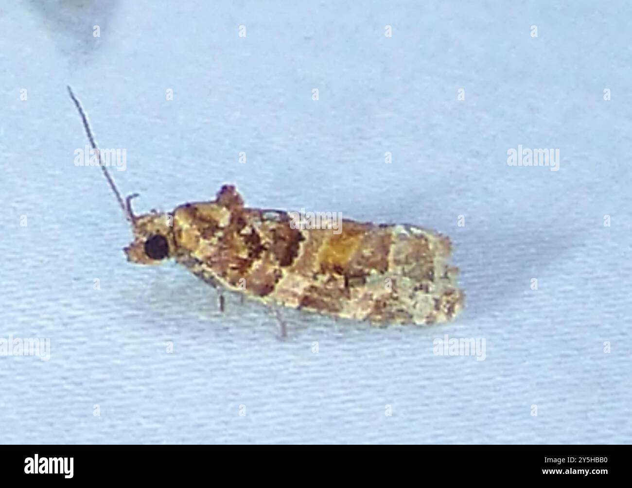 Jack Pine Tube Moth and Allies (Argyrotaenia tabulana) Insecta Stock ...