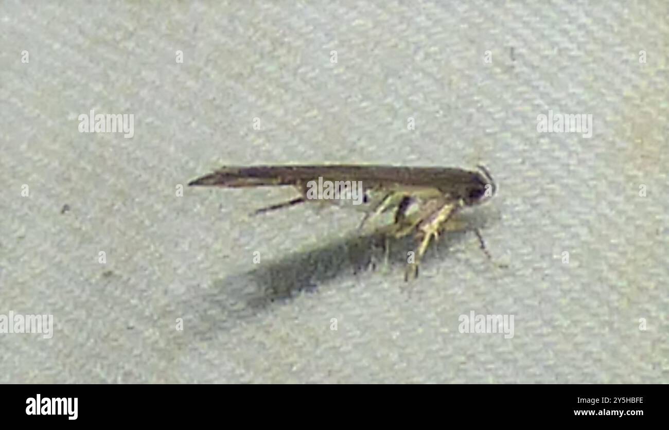 Peramada Insect Perimede hi-res stock photography and images - Alamy