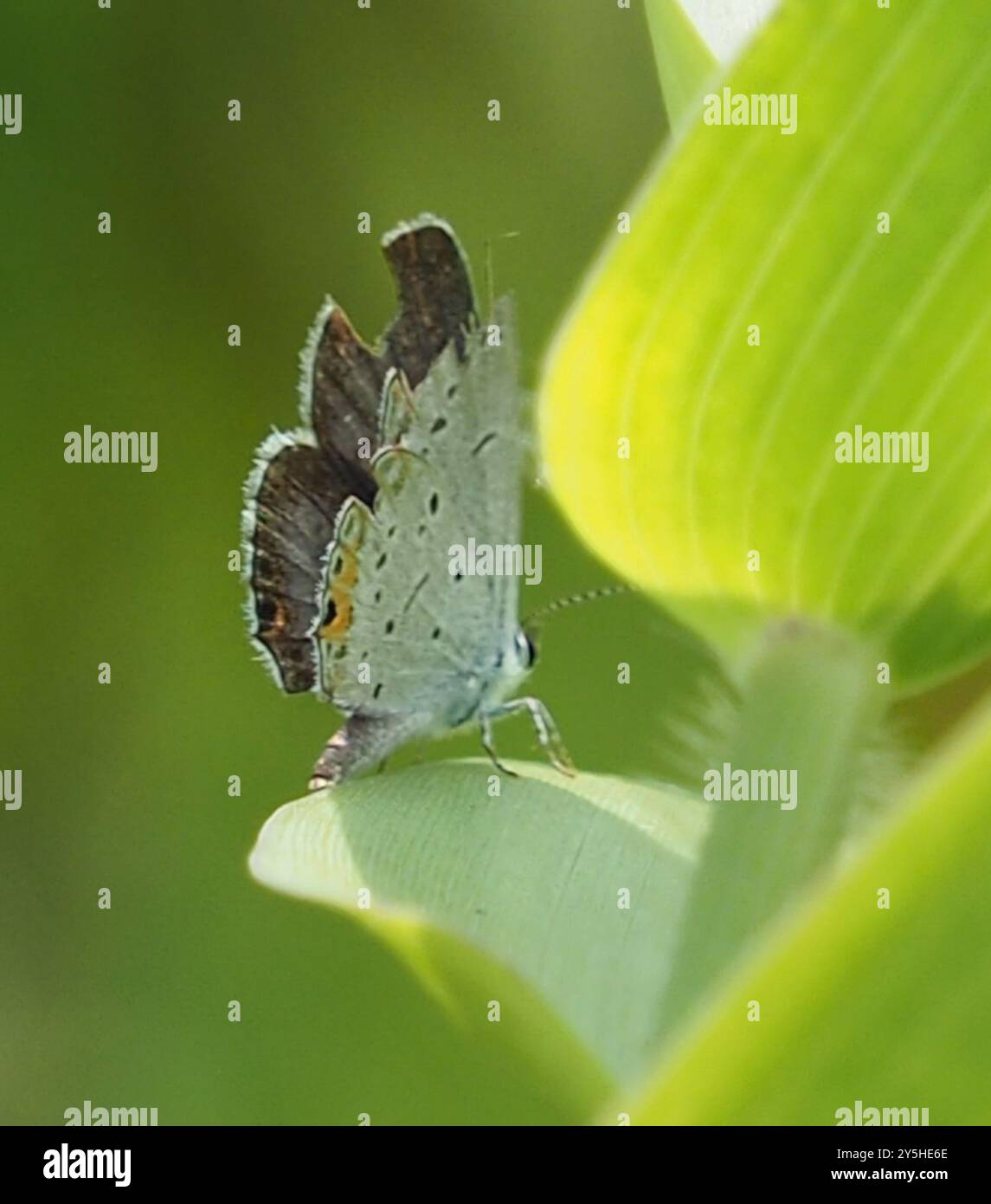 Eastern Tailed-Blue (Cupido comyntas) Insecta Stock Photo - Alamy