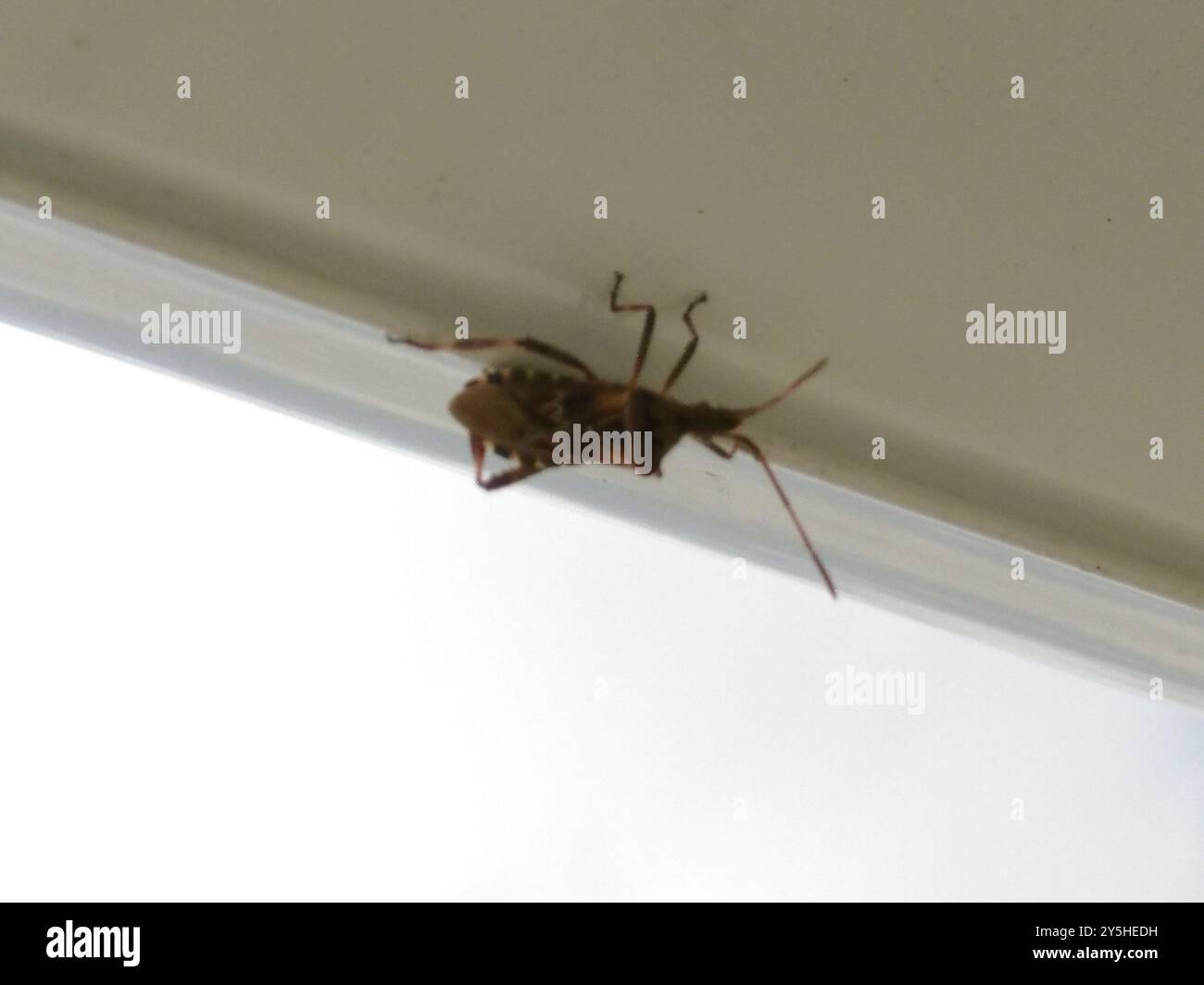 Western Samar Insect Western Conifer Seed Bug (Leptoglossus occidentalis) Insecta Stock ...