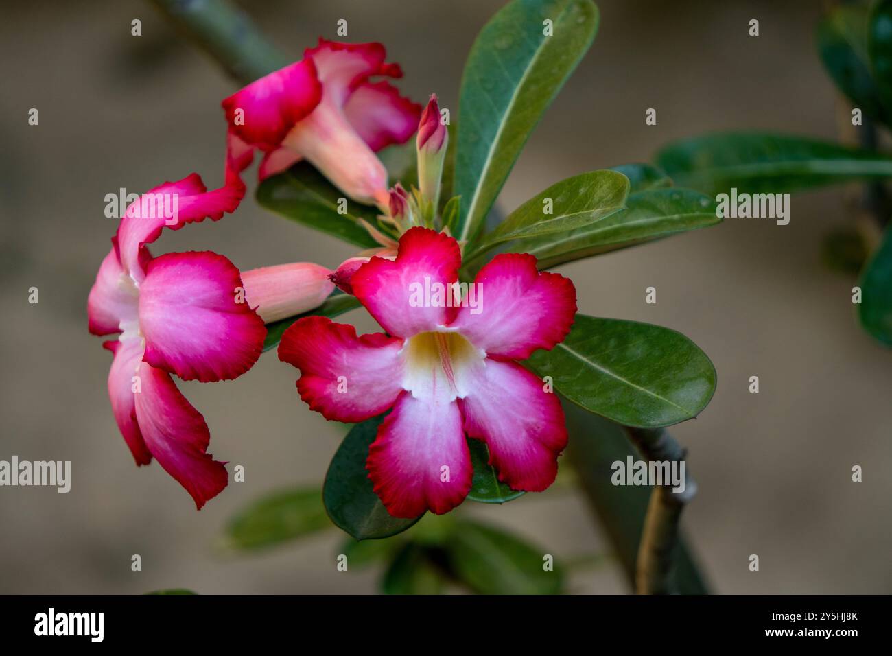 Adenium somalense hi-res stock photography and images - Alamy