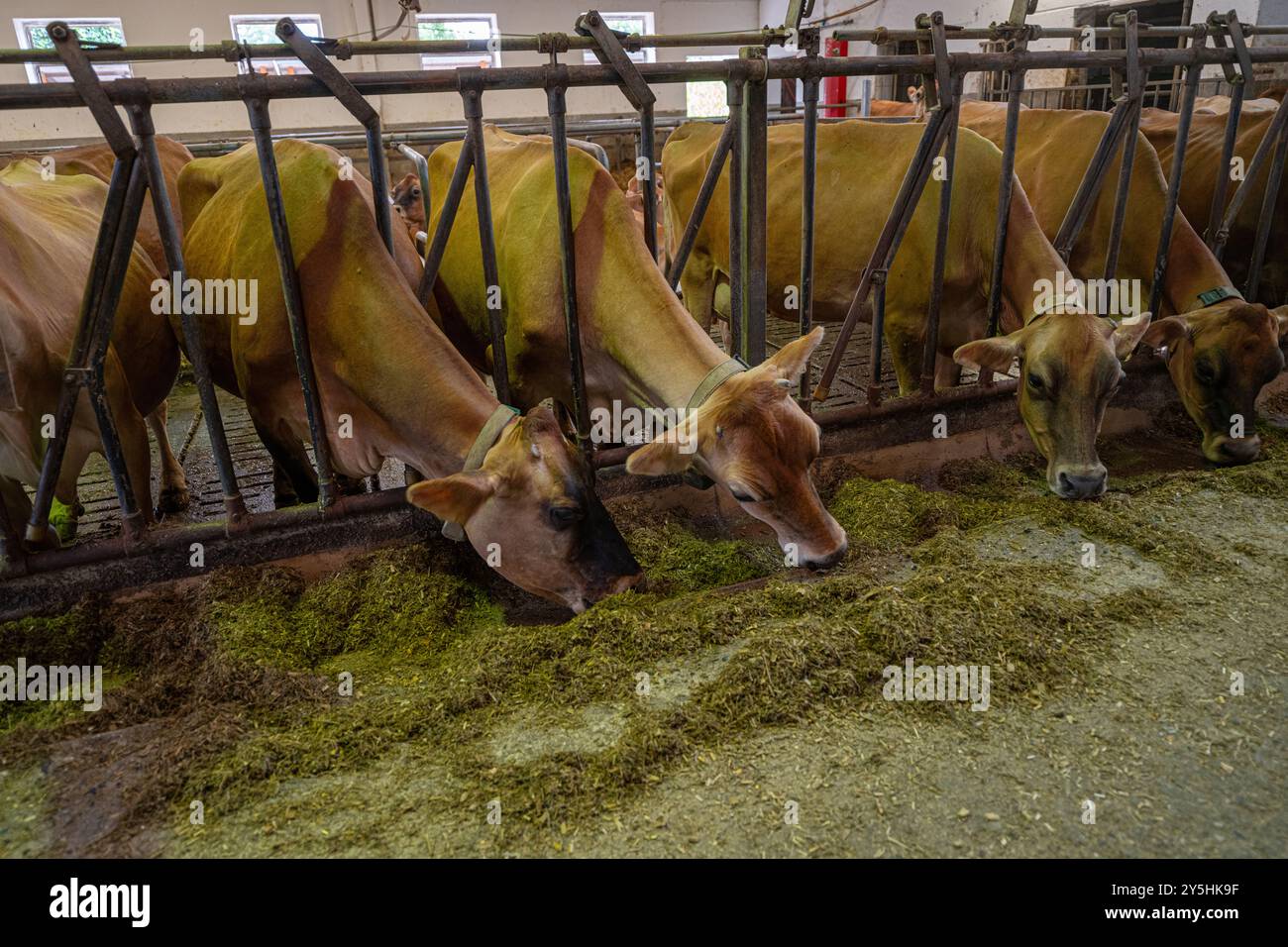 Jersey dairy cows on a farm in Rietberg, North Rhine-Westphalia, Germany Stock Photo