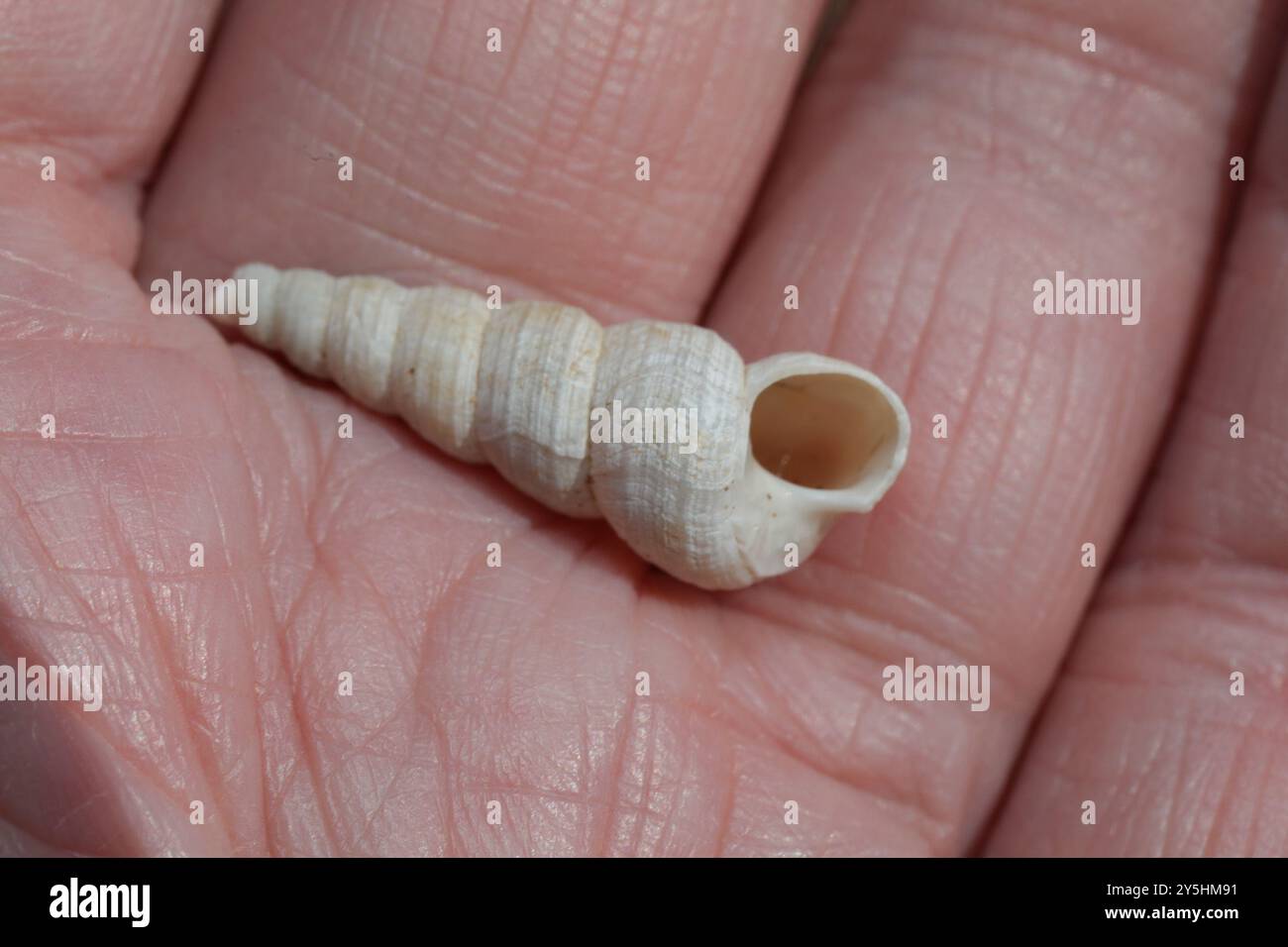 Common Tower Shell (Turritellinella tricarinata) Mollusca Stock Photo ...