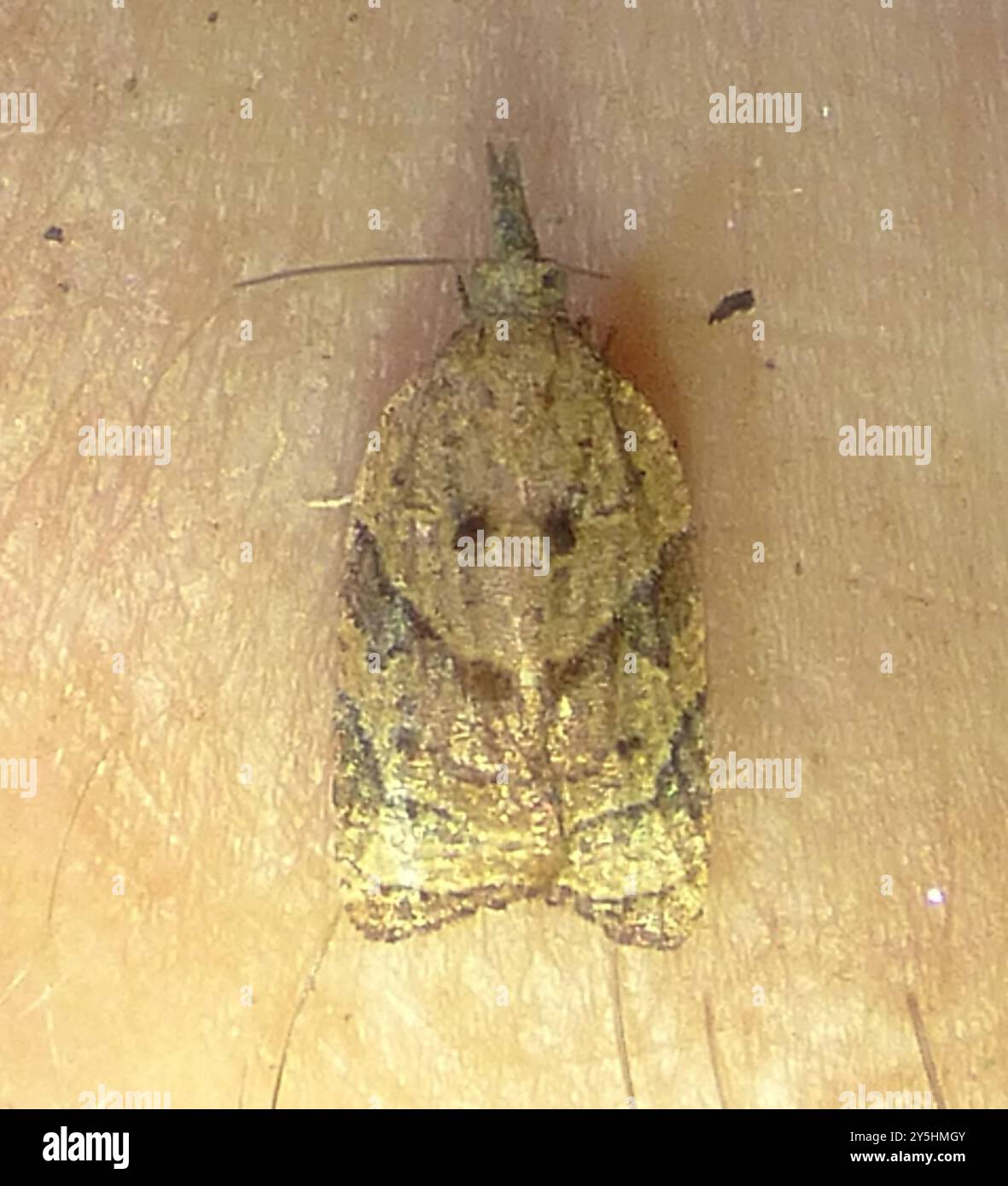 Shaded Insect Black-shaded Platynota Moth (Platynota flavedana) Insecta Stock Photo ...