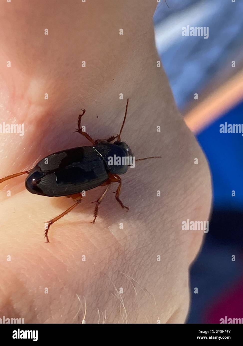 Strawberry Seed Beetle (Harpalus rufipes) Insecta Stock Photo - Alamy