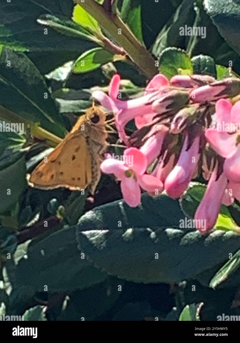 Fiery Skipper (Hylephila phyleus) Insecta Stock Photo - Alamy