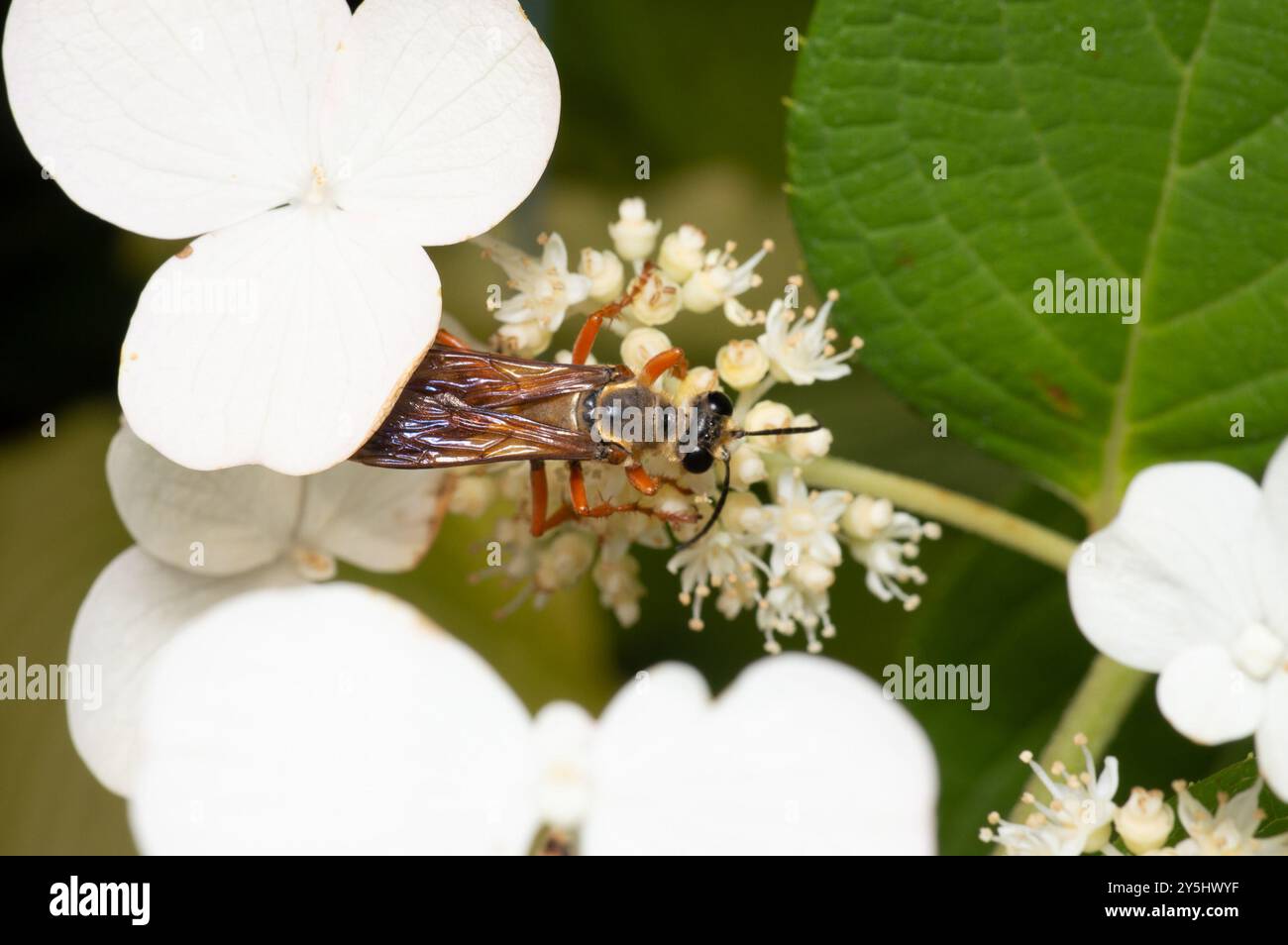Great Golden Digger Wasp (Sphex ichneumoneus) Insecta Stock Photo - Alamy