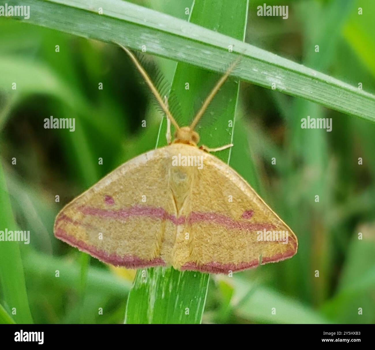 Geometer Insect Chickweed Geometer Moth (Haematopis grataria) Insecta Stock Photo - Alamy