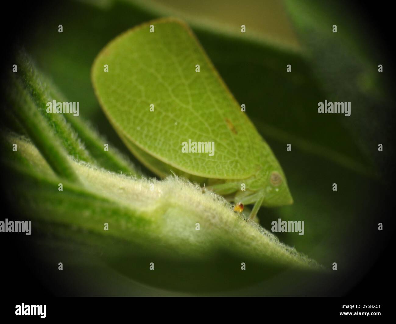 Green Cone-headed Planthopper (Acanalonia conica) Insecta Stock Photo ...