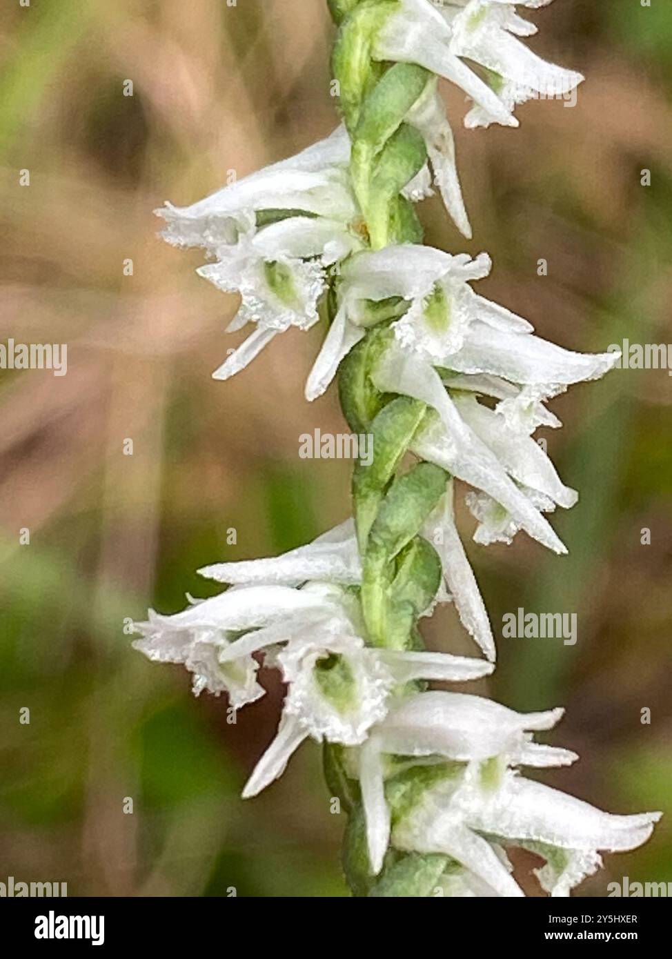 Southern Slender Ladies'-tresses (Spiranthes lacera gracilis) Plantae ...