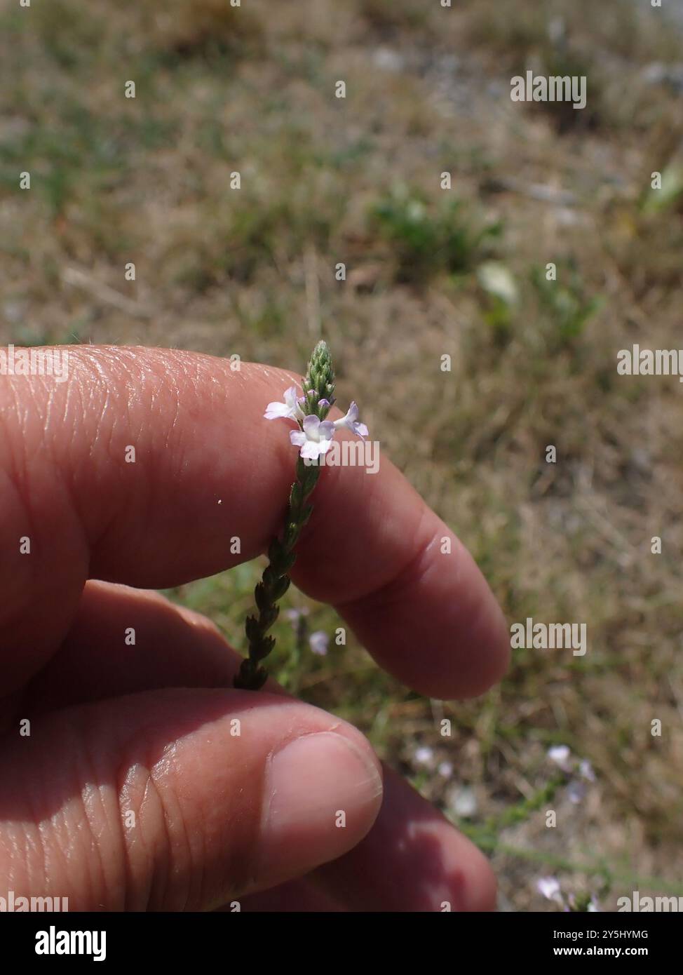 Common vervain (Verbena officinalis) Plantae Stock Photo - Alamy