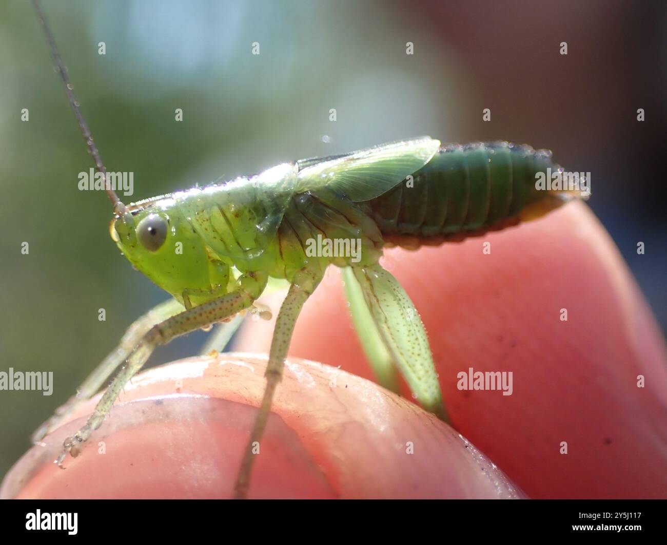 Long-winged Conehead (Conocephalus fuscus) Insecta Stock Photo - Alamy