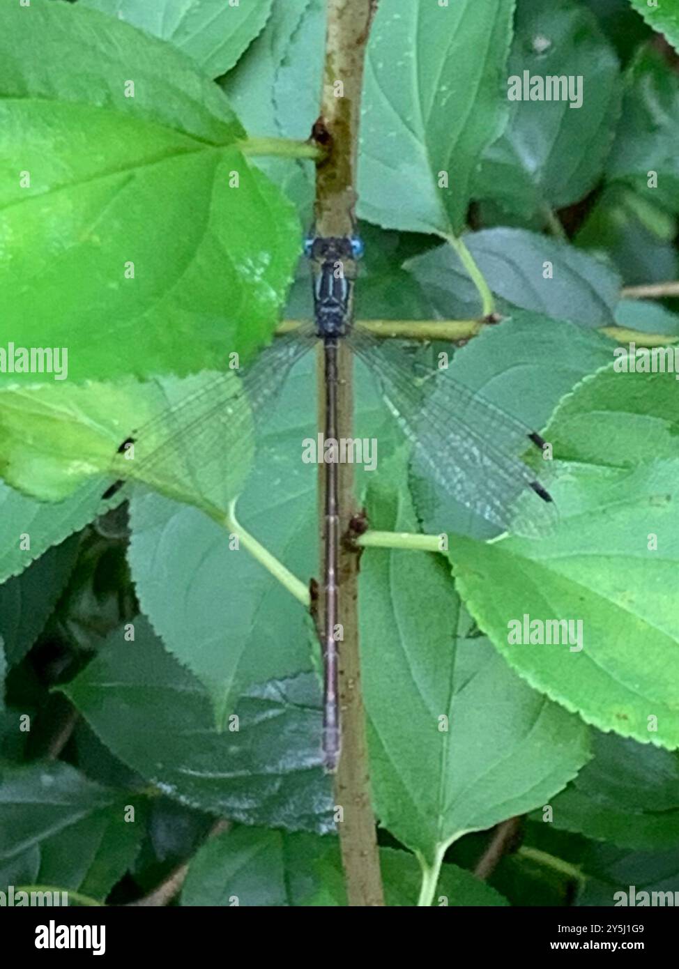 Pund Insect Pond Spreadwings (Lestes) Insecta Stock Photo - Alamy