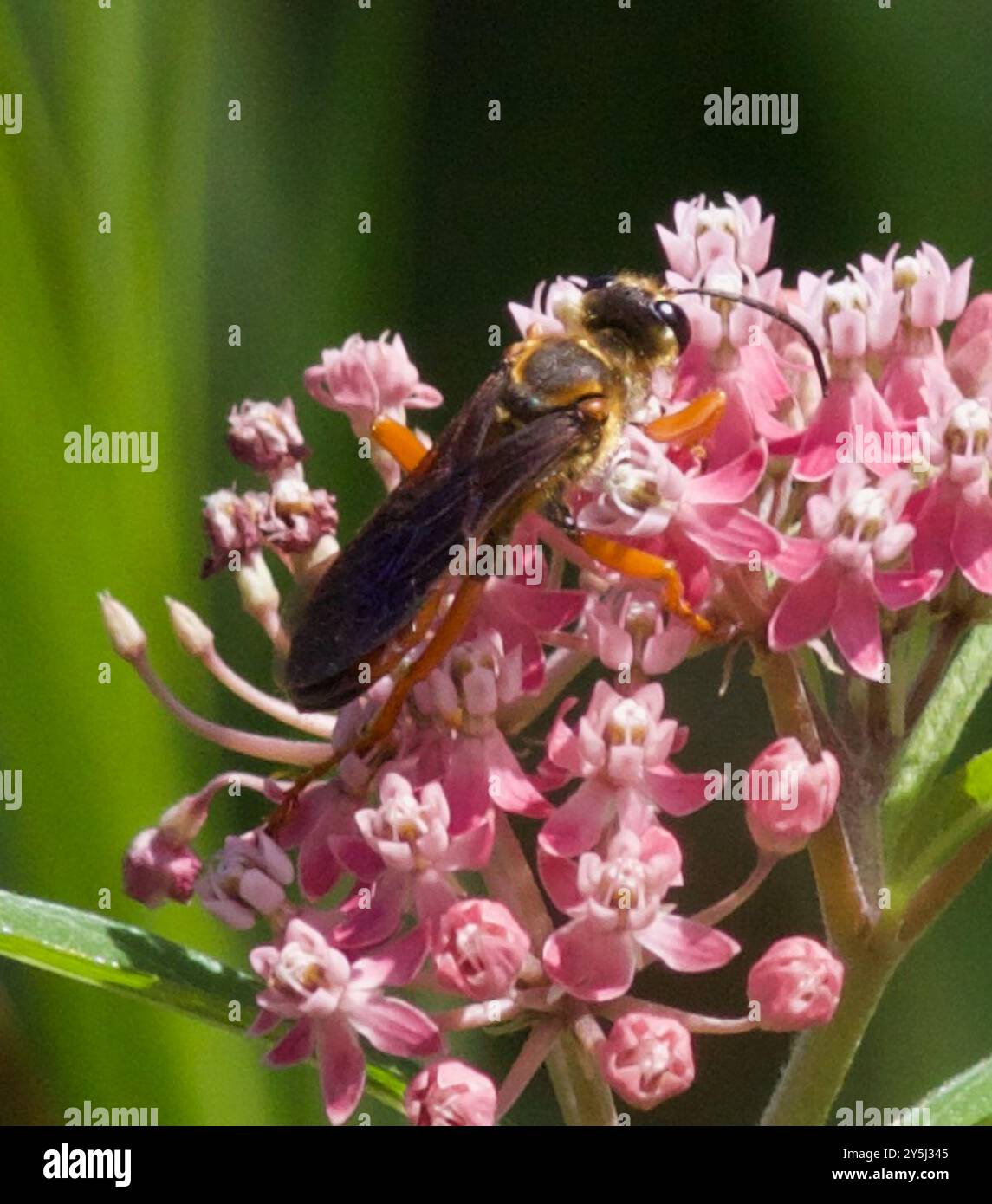 Sphex Insect Great Golden Digger Wasp (Sphex ichneumoneus) Insecta Stock Photo - Alamy