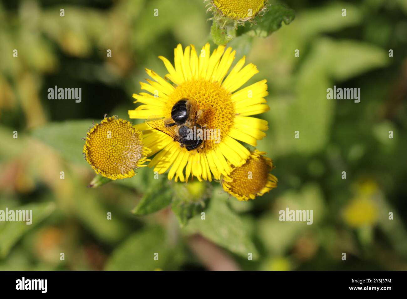Pod Mining Insect Mining Bees (Andrena) Insecta Stock Photo - Alamy