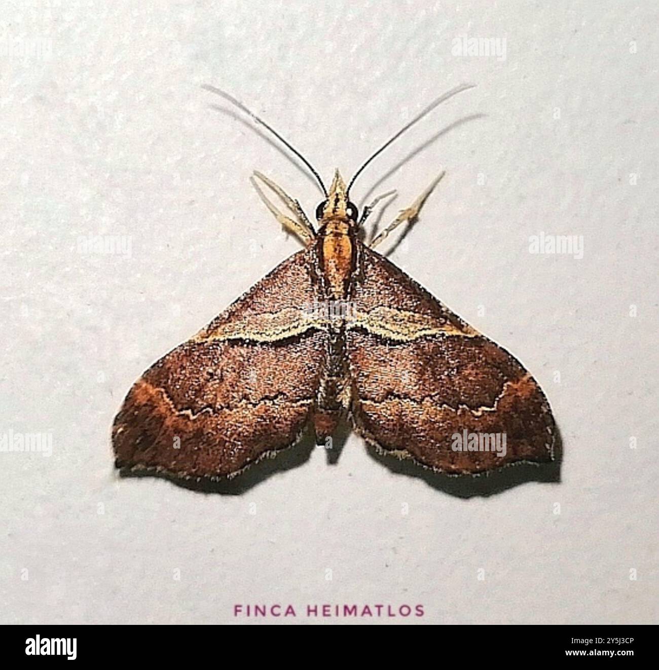 Psaliodes hi-res stock photography and images - Alamy