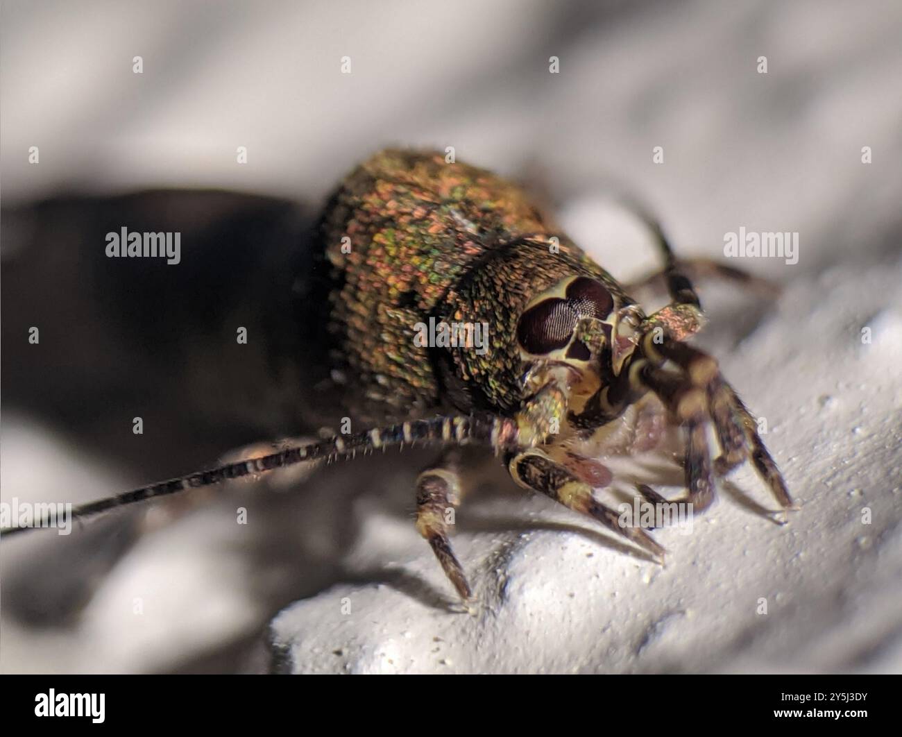 Eyeless Insect Cave Bristletail (Trigoniophthalmus alternatus) Insecta Stock Photo - Alamy