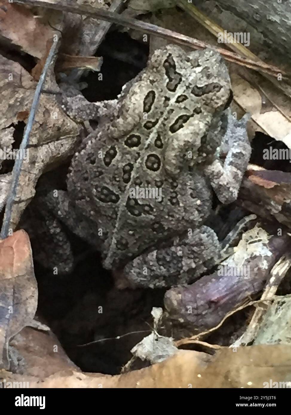 Fowler's Toad (Anaxyrus fowleri) Amphibia Stock Photo - Alamy