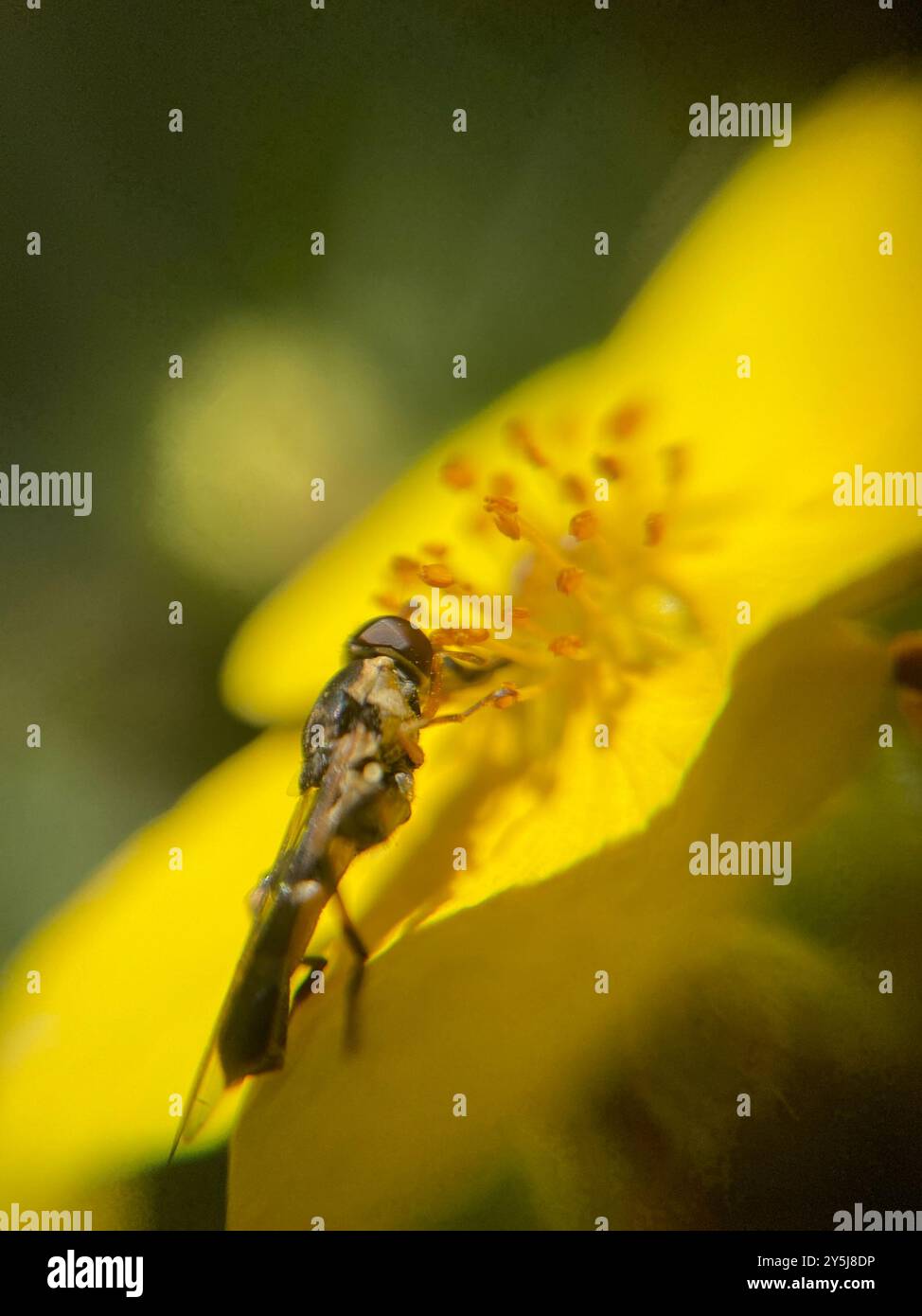 Thick-legged Hover Fly (Syritta pipiens) Insecta Stock Photo - Alamy