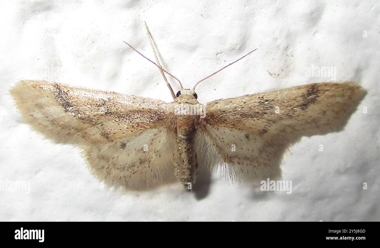 Geometer Insect Geometer Moths (Geometridae) Insecta Stock Photo - Alamy