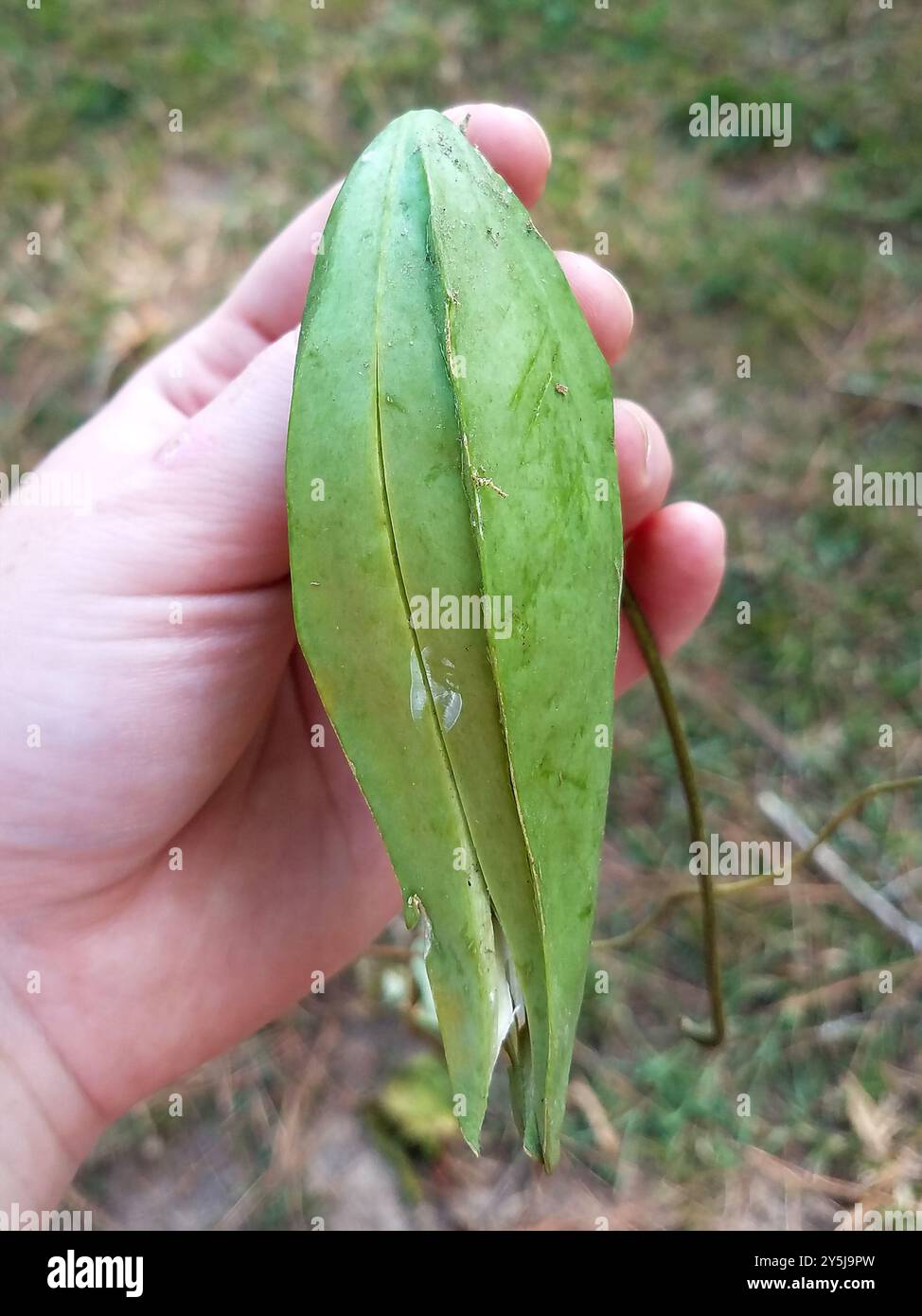 Anglepod (Gonolobus suberosus) Plantae Stock Photo - Alamy