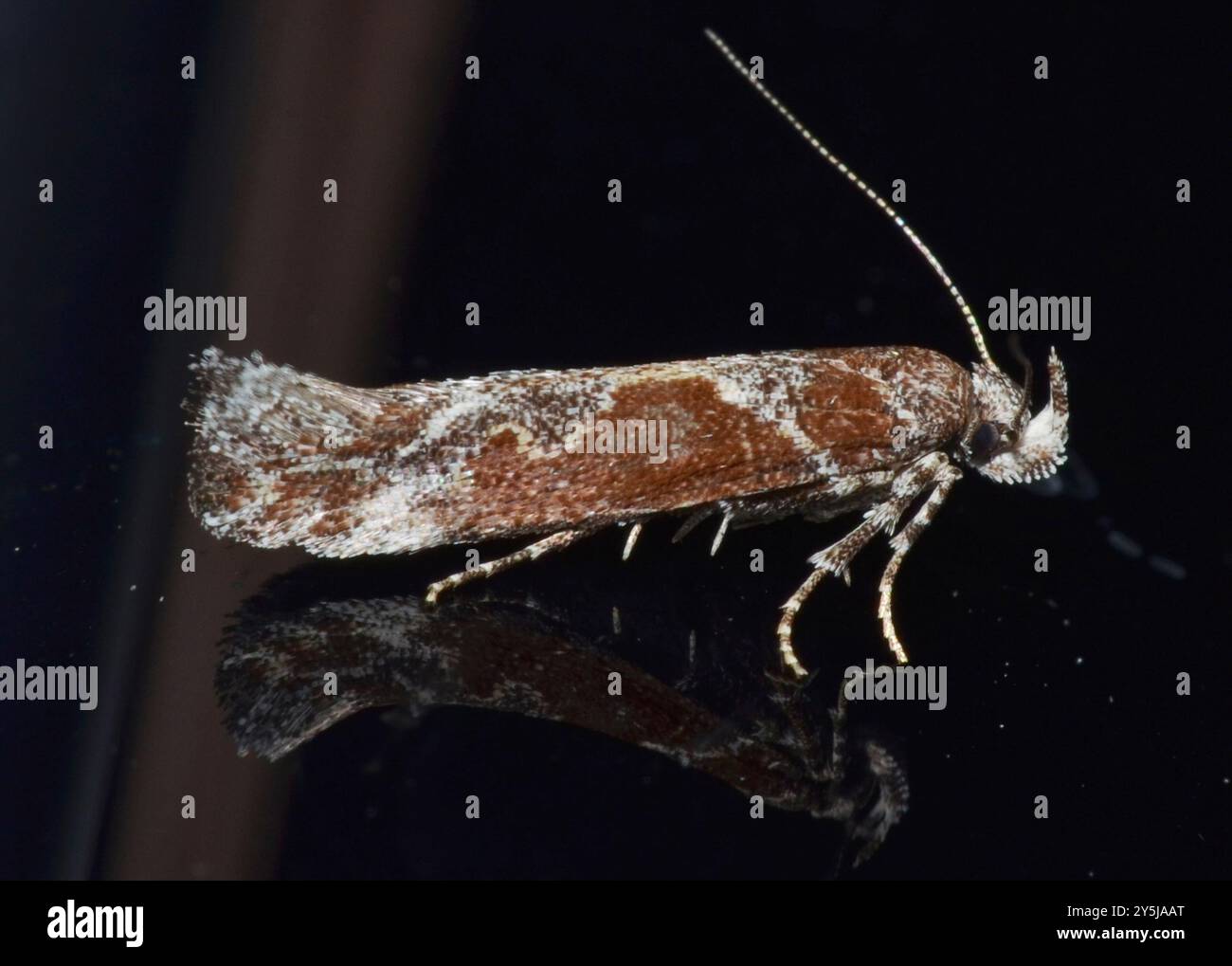 Moth G Goldenrod Elliptical-Gall Moth (Gnorimoschema gallaesolidaginis ...
