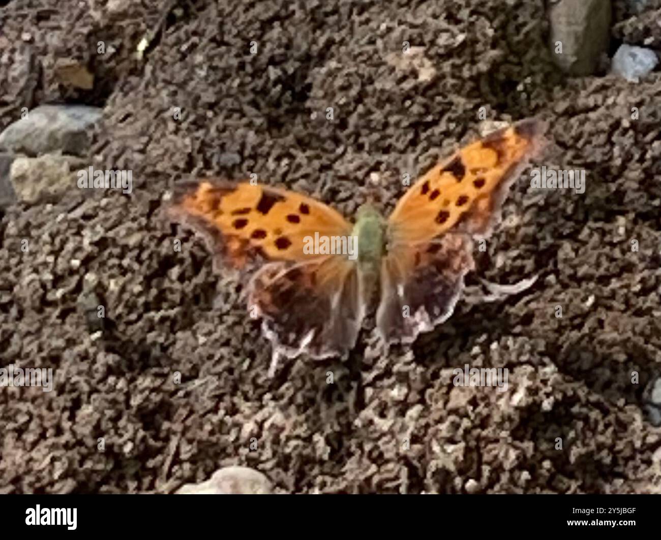 Questioning Insects Question Mark (Polygonia interrogationis) Insecta Stock Photo - Alamy