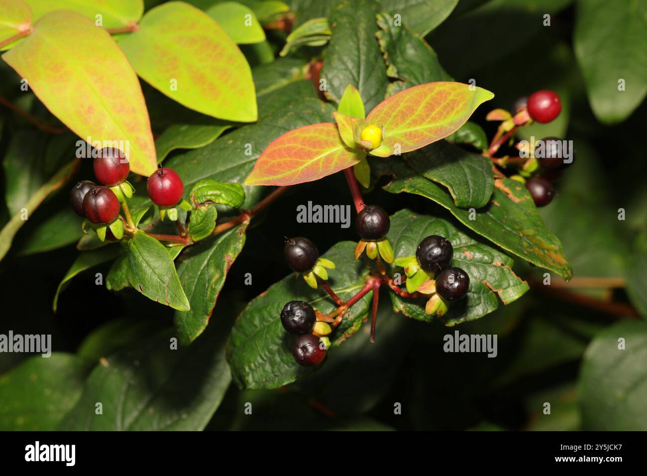 Tutsan (Hypericum androsaemum) Plantae Stock Photo - Alamy