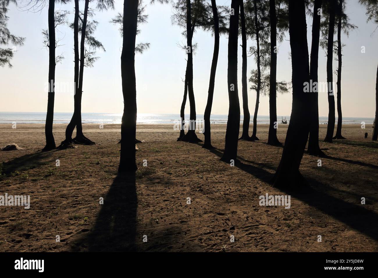 sunlight through the woods.this photo was taken from Cox's Bazar,Bangladesh. Stock Photo