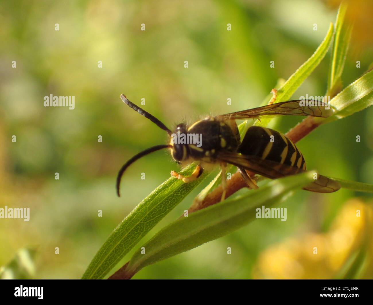 Aeburia Insect Common Aerial Yellowjacket (Dolichovespula arenaria) Insecta Stock ...