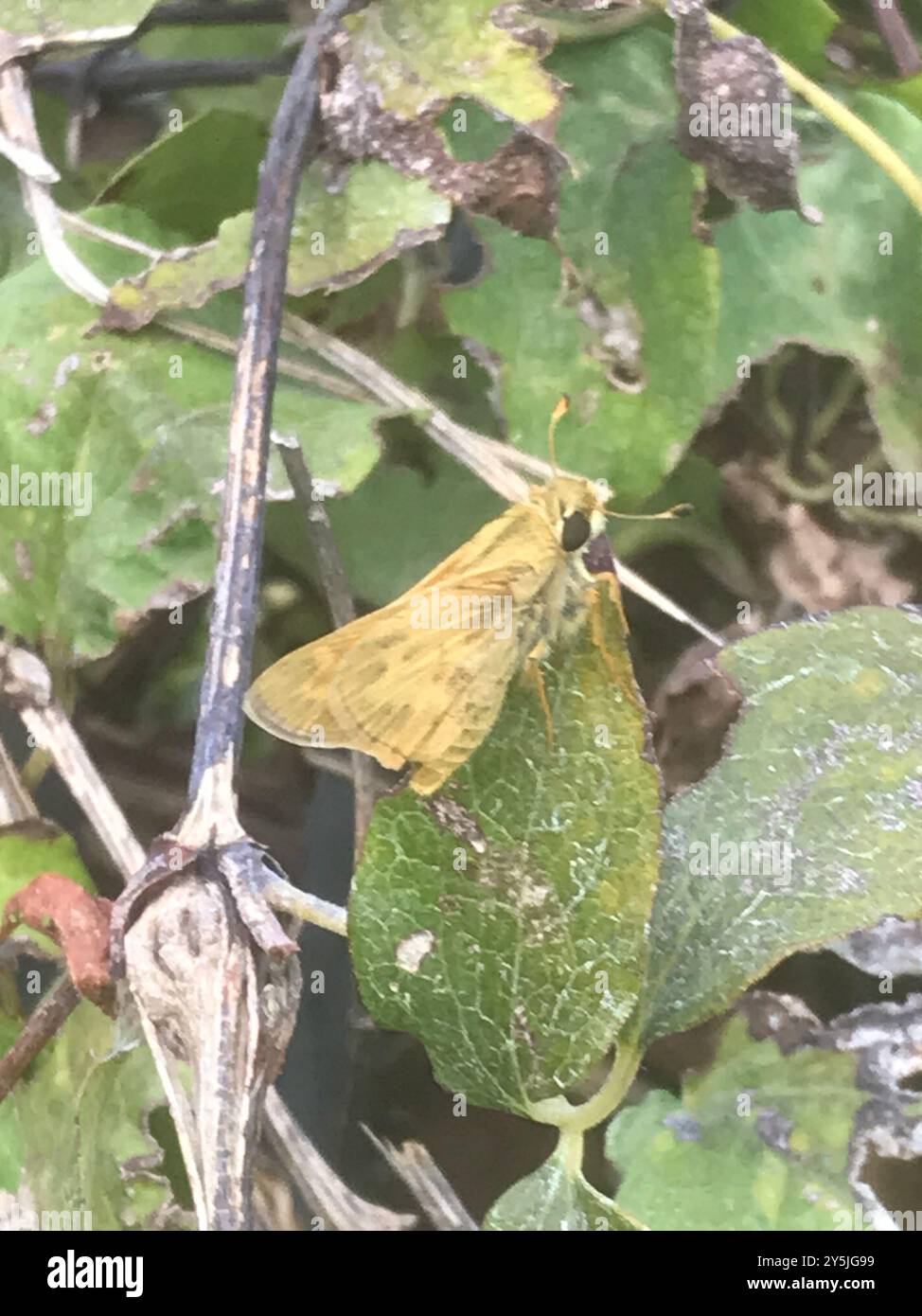 Fiery Skipper (Hylephila phyleus) Insecta Stock Photo - Alamy
