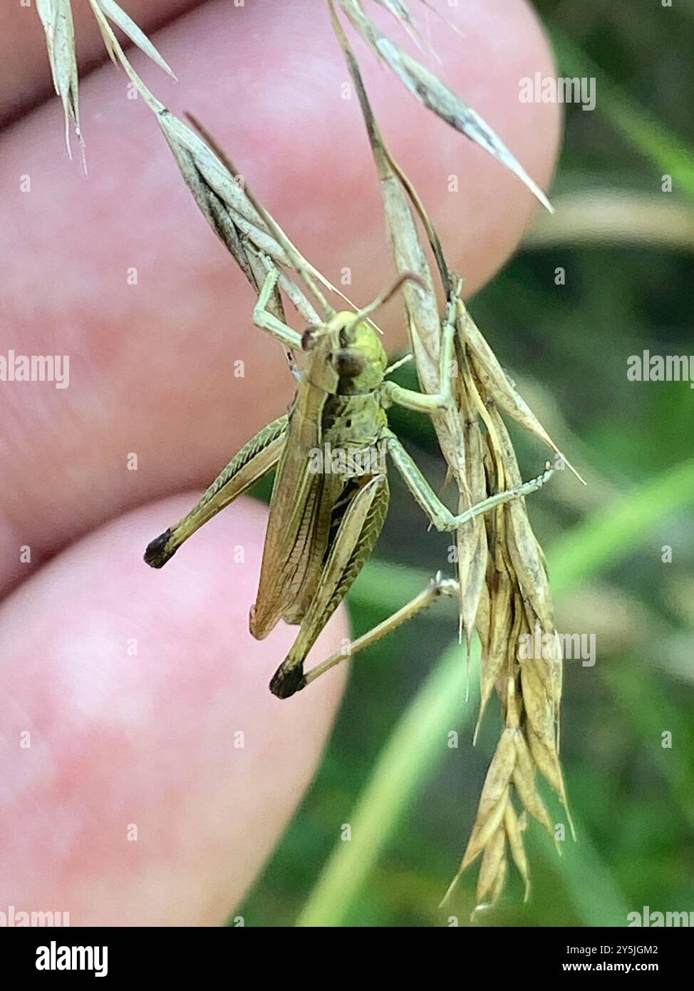 Meadow Grasshopper (Pseudochorthippus parallelus) Insecta Stock Photo ...
