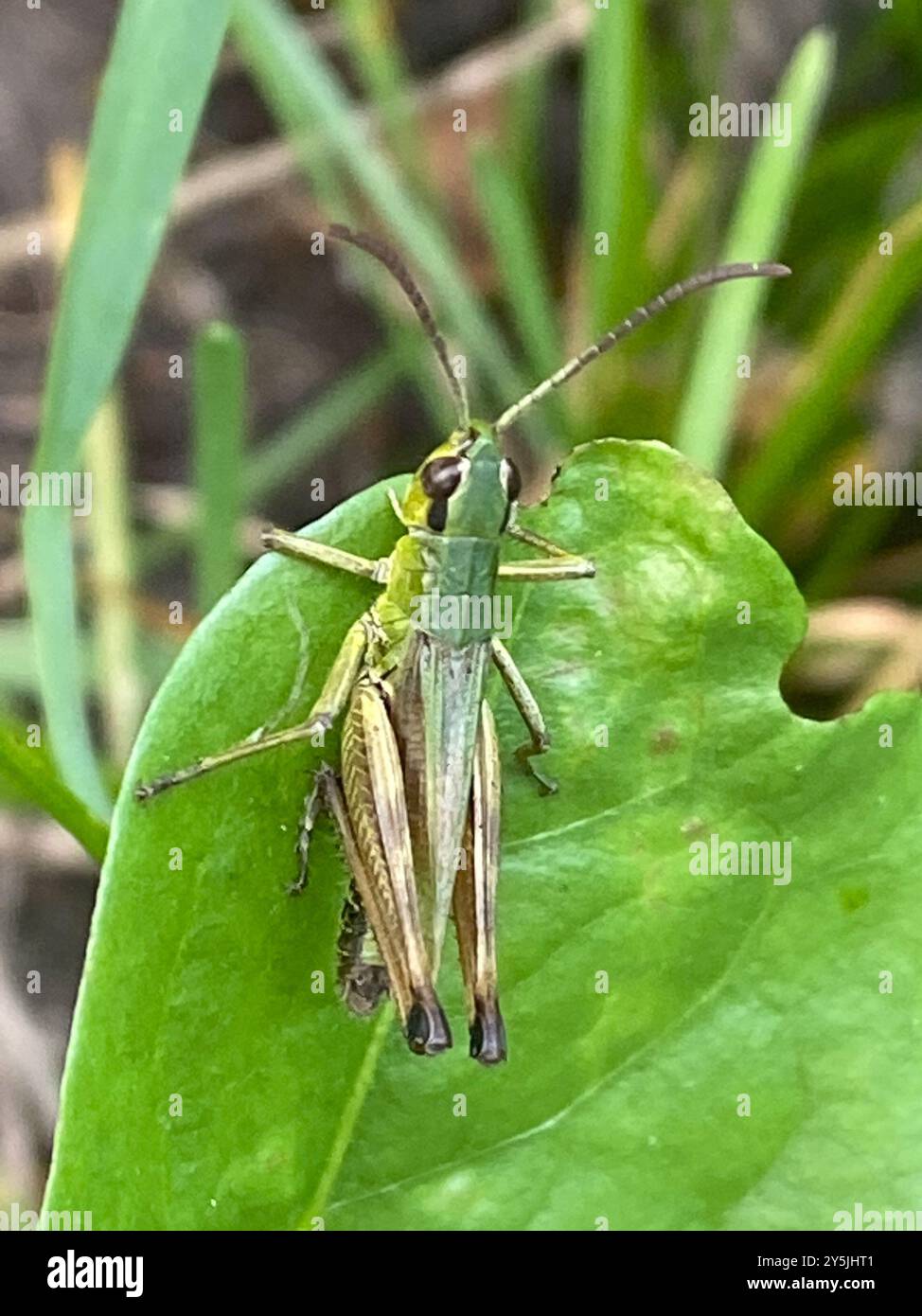 Meadow Grasshopper (Pseudochorthippus parallelus) Insecta Stock Photo ...