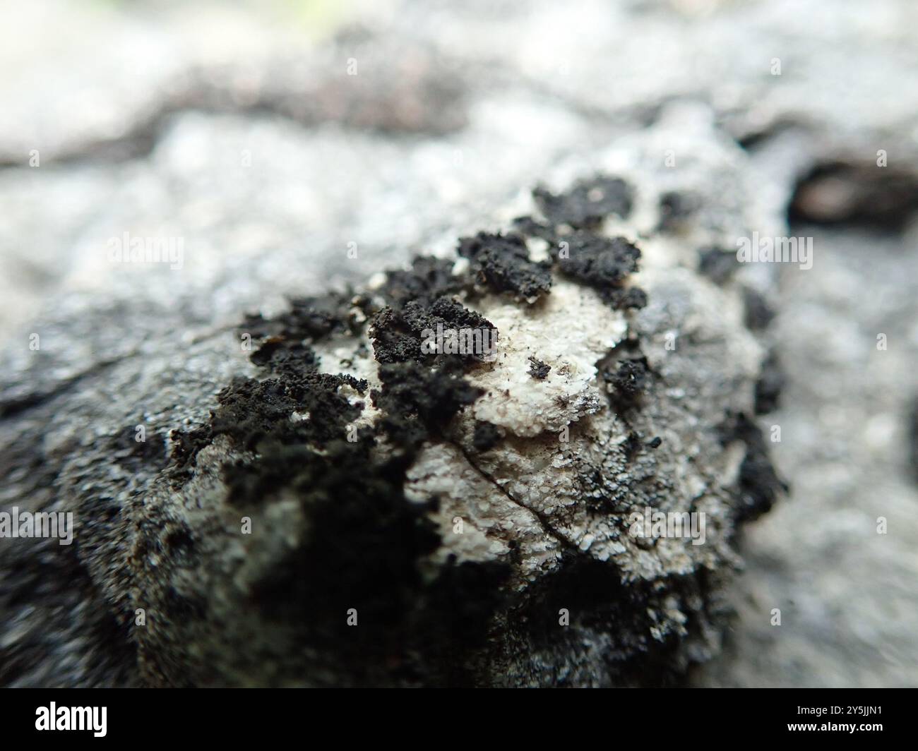 Crumpled Rock Tarpaper Lichen (Lathagrium fuscovirens) Fungi Stock ...