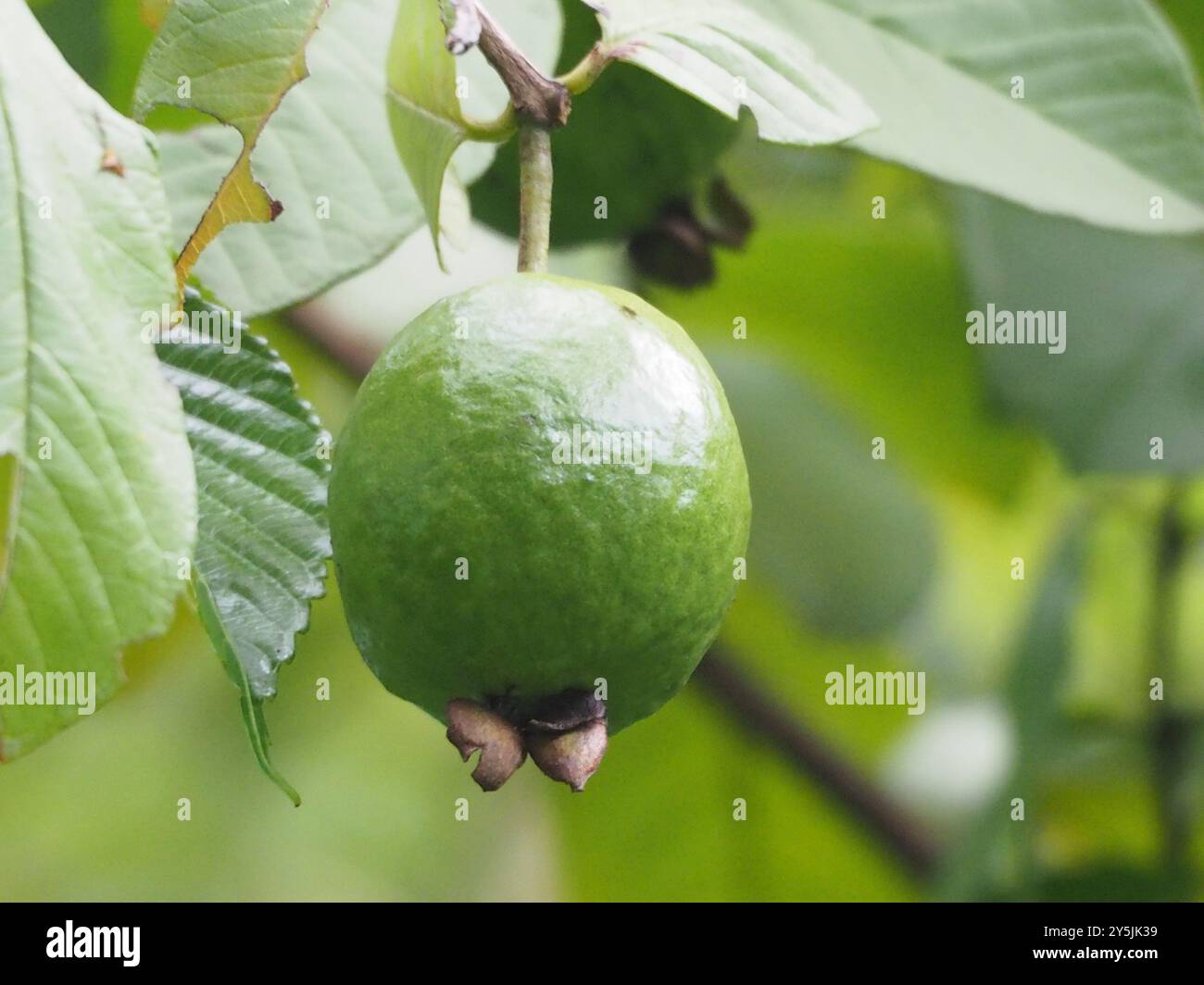 Common guava (Psidium guajava) Plantae Stock Photo - Alamy