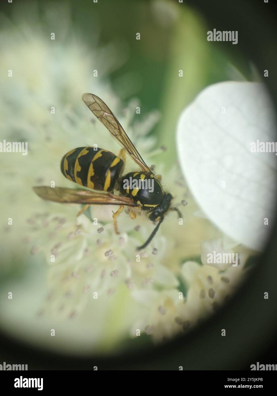 Aeburia Insect Common Aerial Yellowjacket (Dolichovespula arenaria) Insecta Stock ...