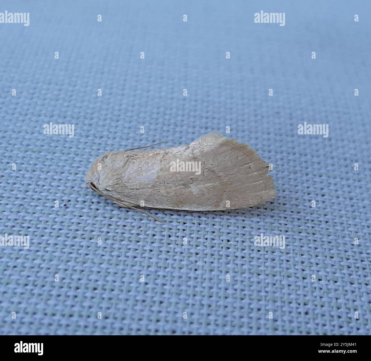 American Dun-bar Moth (Cosmia calami) Insecta Stock Photo - Alamy