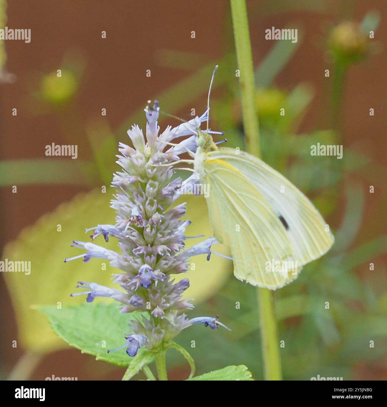 Small White (Pieris rapae) Insecta Stock Photo - Alamy