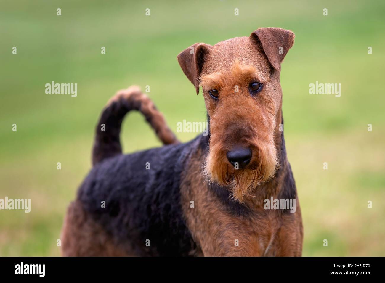 Airedale Terrier dog close up Stock Photo