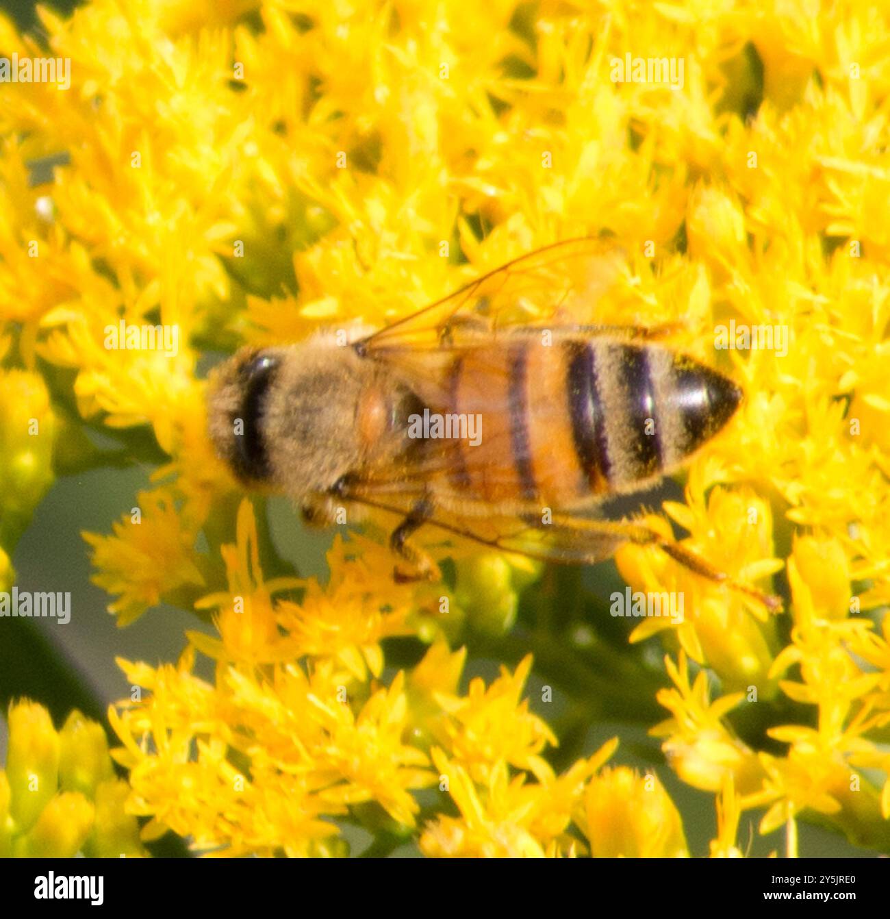 Western Honey Bee (Apis mellifera) Insecta Stock Photo - Alamy