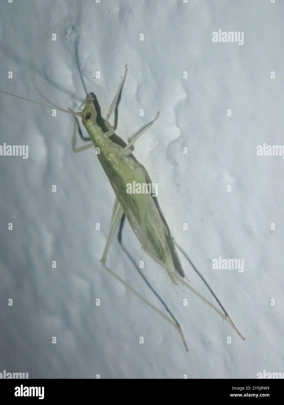 Common Tree Crickets (Oecanthus) Insecta Stock Photo - Alamy