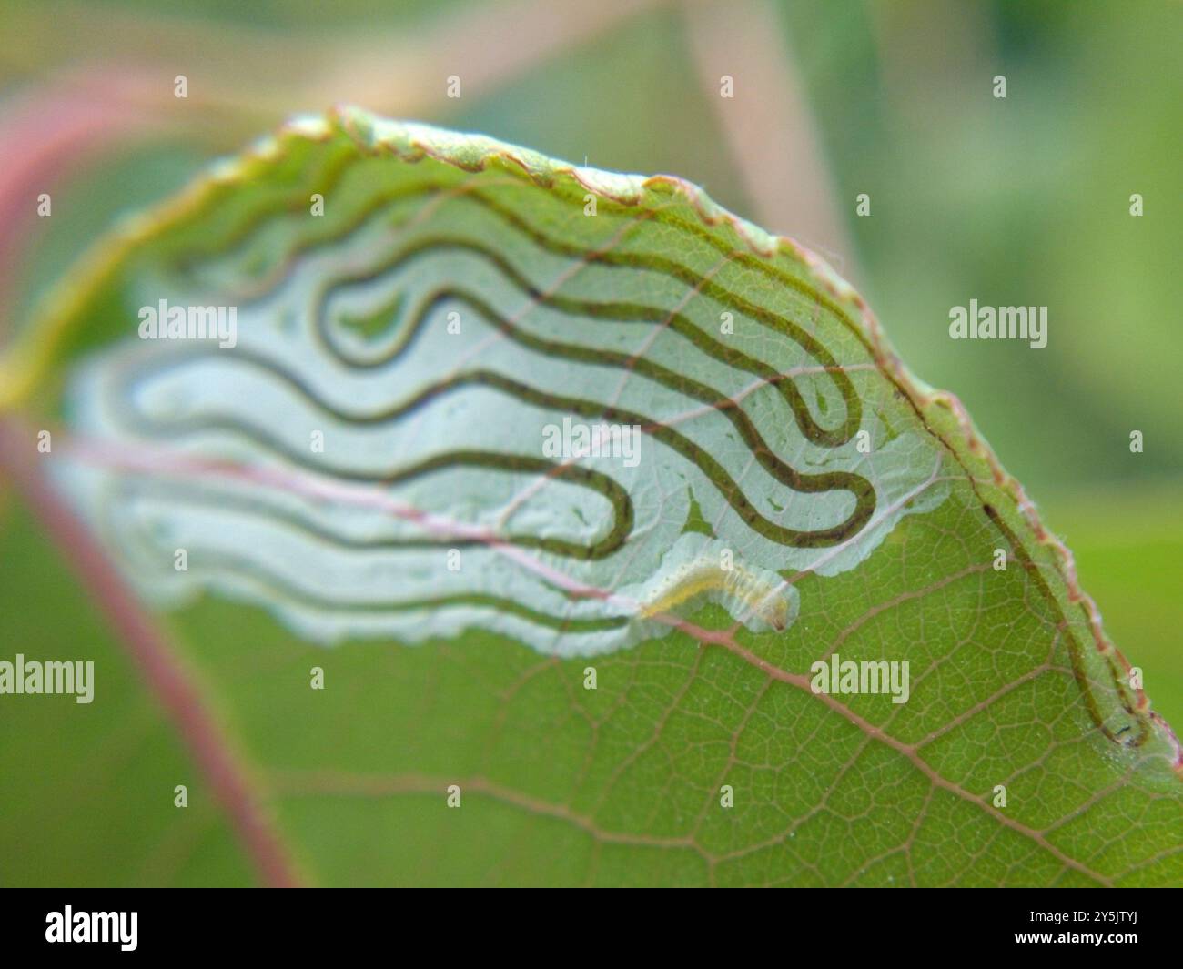 Aspen Serpentine Leafminer Moth (Phyllocnistis populiella) Insecta ...