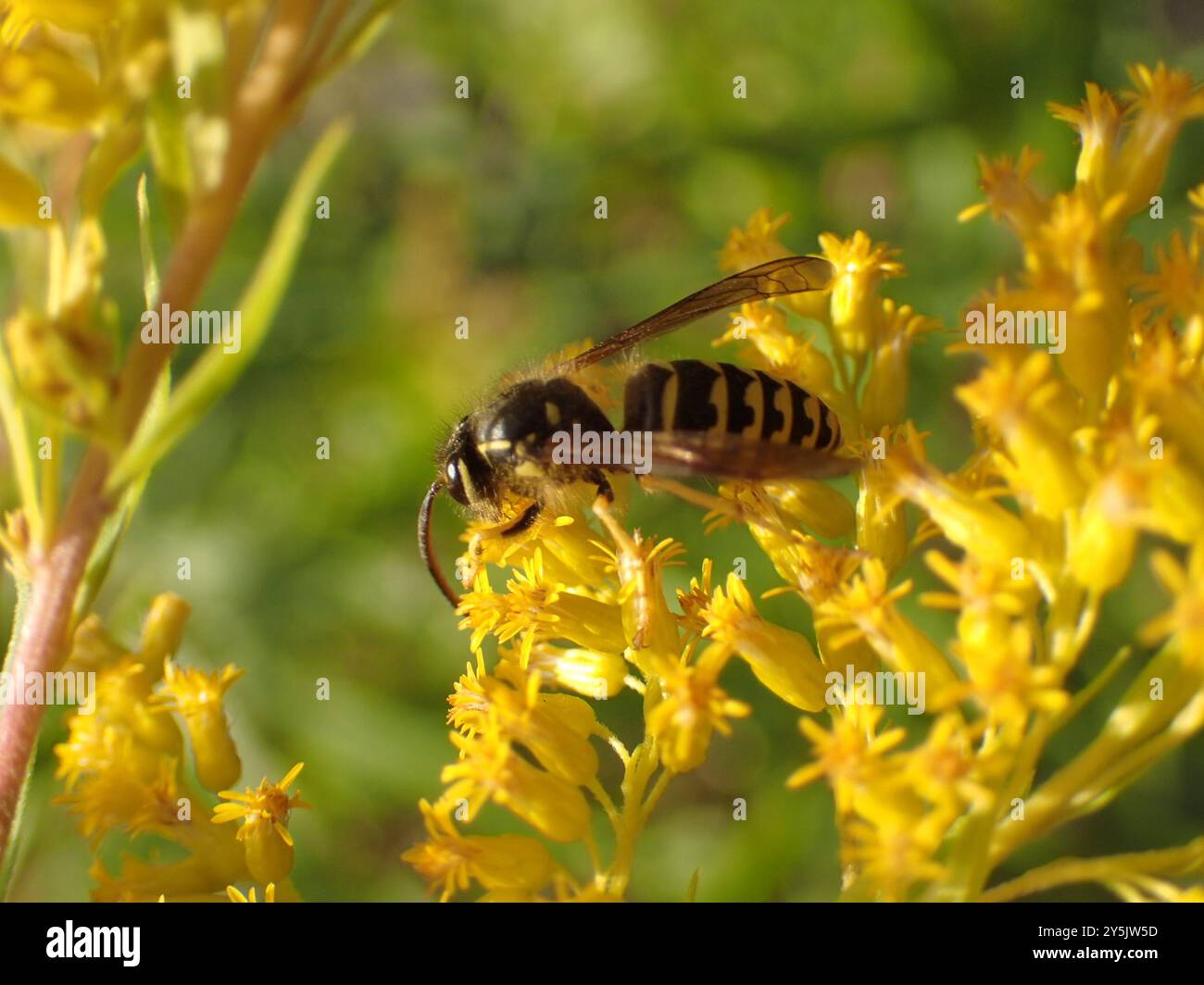 Aeburia Insect Common Aerial Yellowjacket (Dolichovespula arenaria) Insecta Stock ...