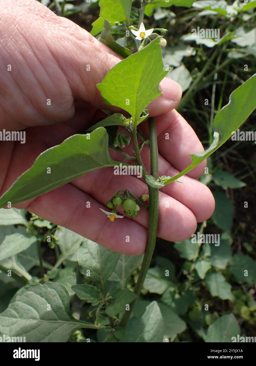 black nightshade (Solanum nigrum) Plantae Stock Photo - Alamy
