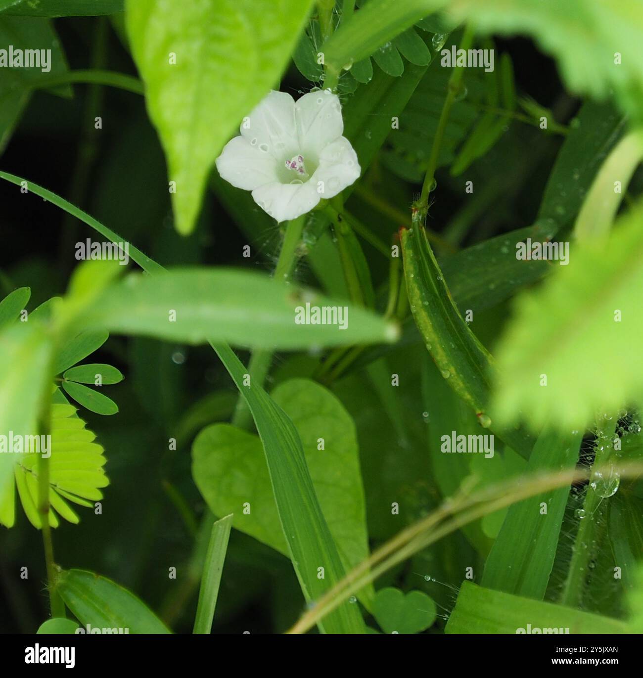 White Morning-glory (Ipomoea lacunosa) Plantae Stock Photo - Alamy